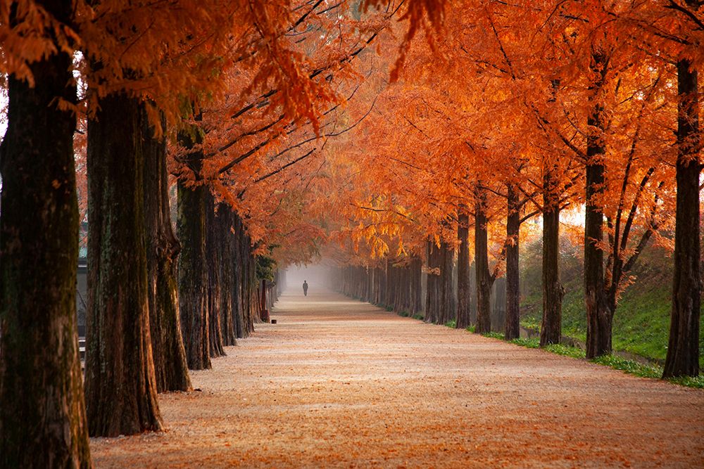 Tree-lined pathway in autumn with vibrant orange leaves and a person walking in the distance.