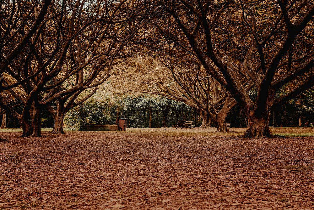 Autumn park scene with twisted tree branches, fallen leaves covering the ground, and wooden benches in the background.