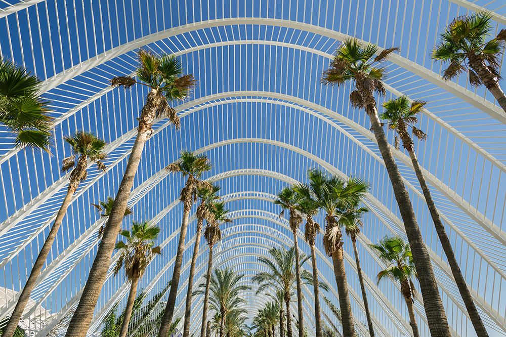 Modern architectural walkway with palm trees under a white arched steel structure in Valencia’s City of Arts and Sciences.
