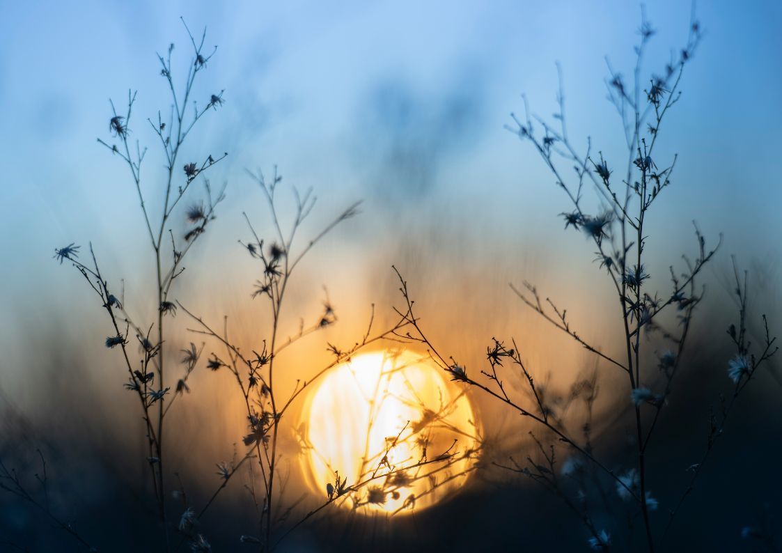 Soft sunrise behind winter branches symbolizing fresh starts and new year motivation.
